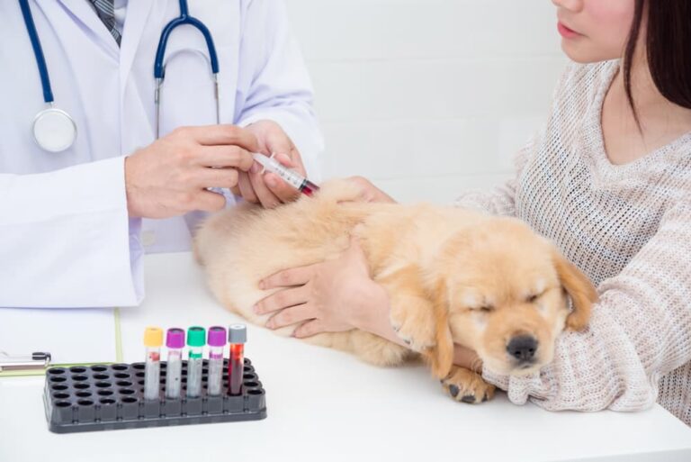 Hypoglycemia in Dogs Great Pet Care