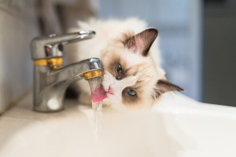 cat drinking water from faucet