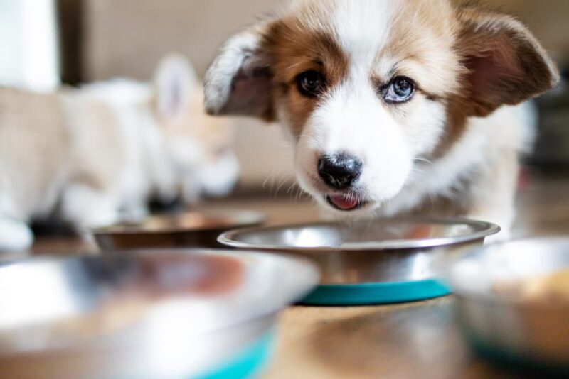Hypoglycemia in Dogs Great Pet Care