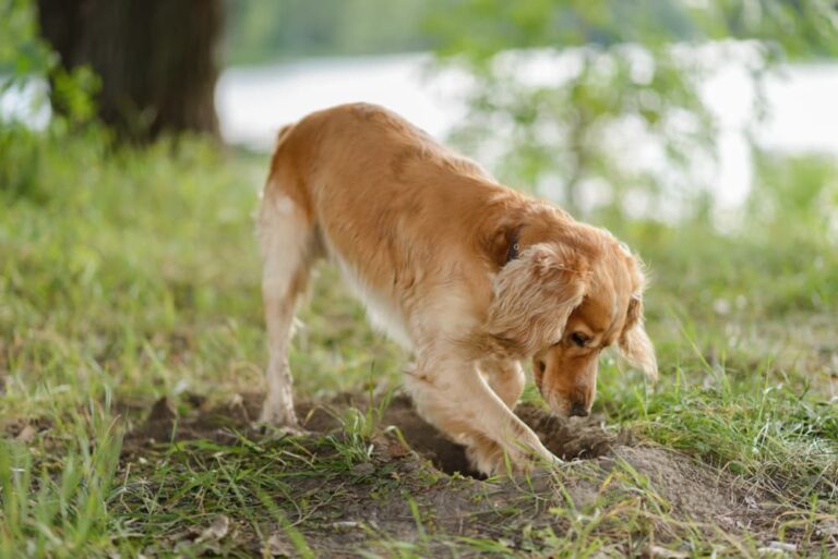 Dog digging in the yard