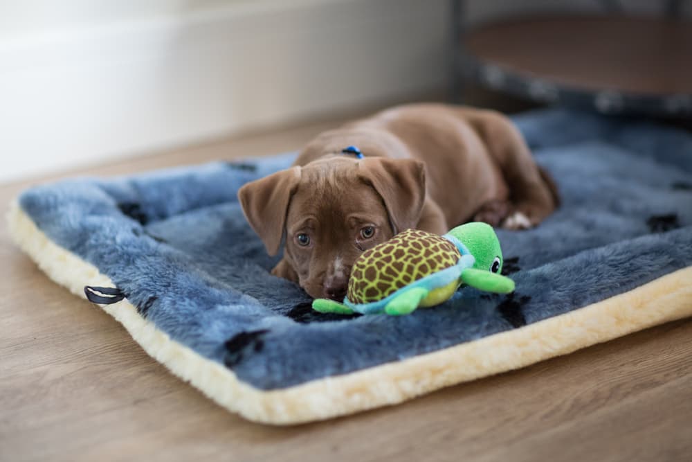 Puppy lying on dog bed