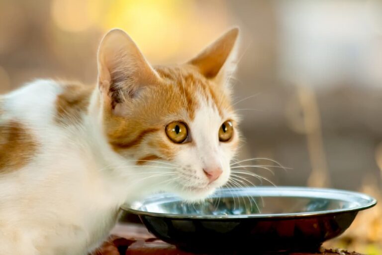 Dehydration in Cats Great Pet Care