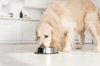 Dog Vomiting Yellow: Causes and Treatment