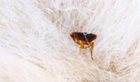 The Flea Life Cycle: How to Protect Your Pet at Every Stage