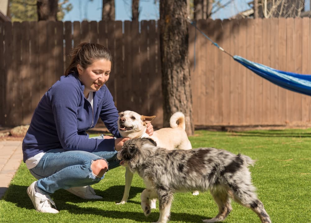 Woman playing with dogs in backyard