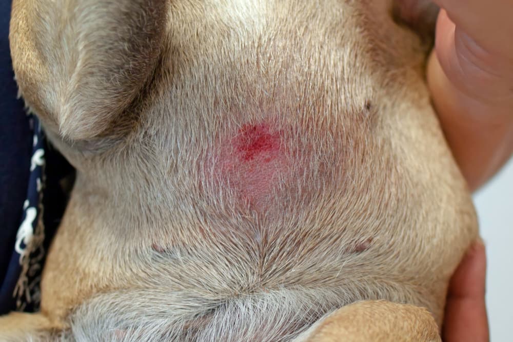 does puppy pyoderma go away on its own