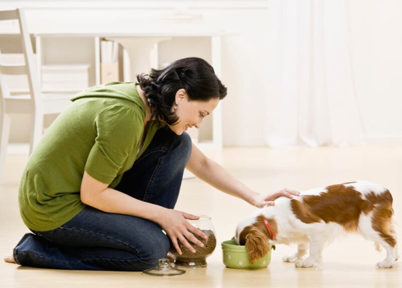 Hypoglycemia in Dogs Great Pet Care