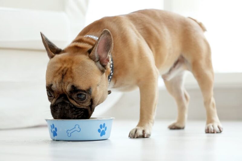 Bland Diet for Dogs All You Need to Know Great Pet Care