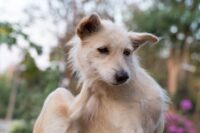 Ringworm in Dogs