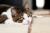 Feline Infectious Peritonitis (FIP) in Cats