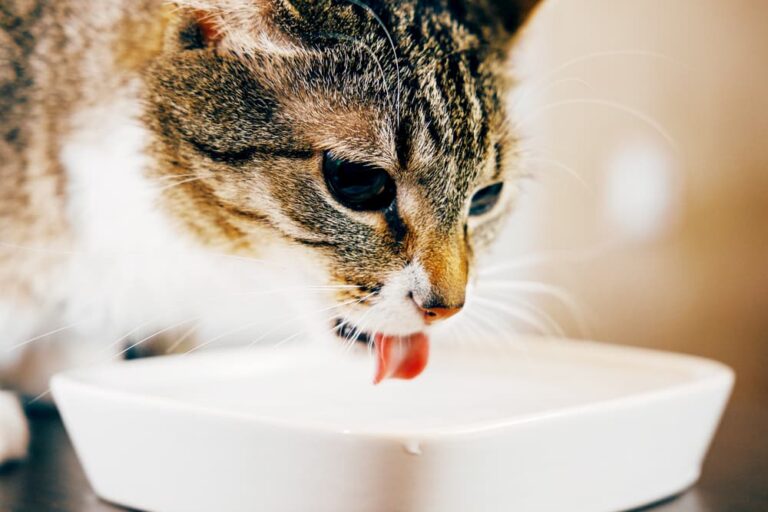 Dehydration in Cats Great Pet Care