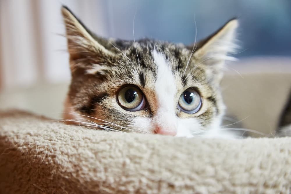 Anxiety Meds For Cats For Travel Ilse Barbosa