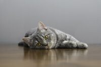 Tapeworms in Cats