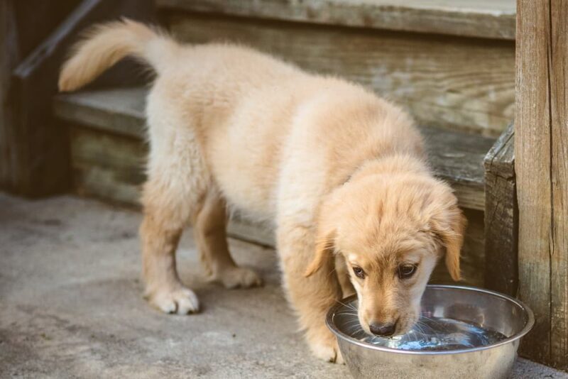 How Much Water Should a Dog Drink? Great Pet Care
