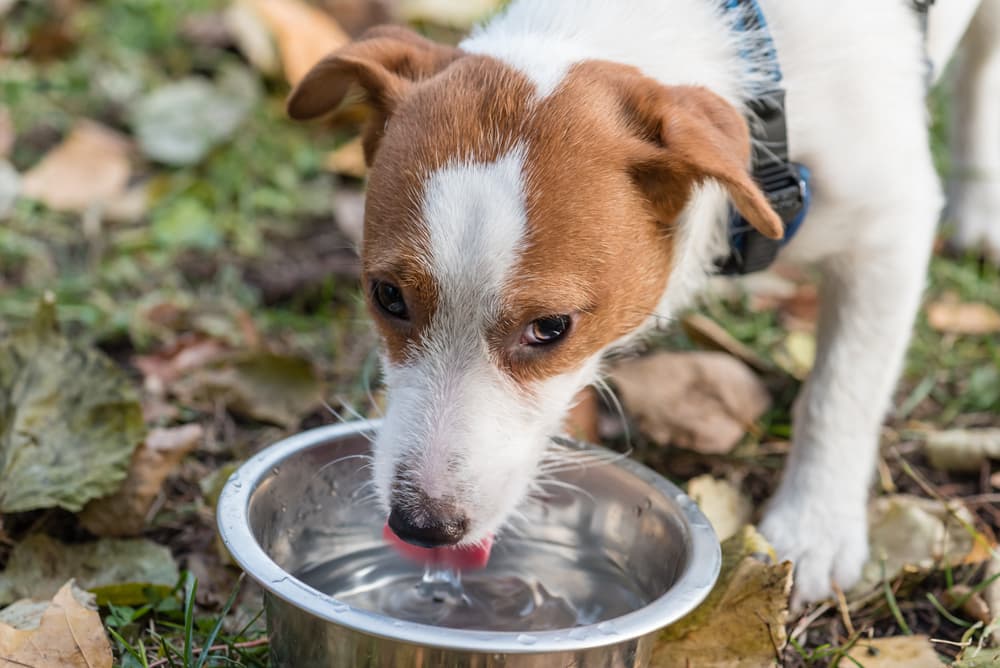 Dog drinking from water bowl