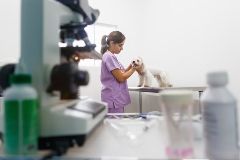 veterinarian exams dog