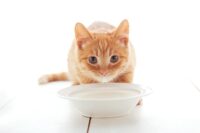 Can You Give Cats Milk?