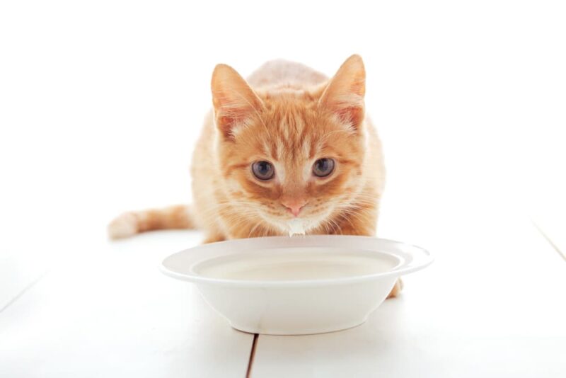 Can You Give Cats Milk? Great Pet Care