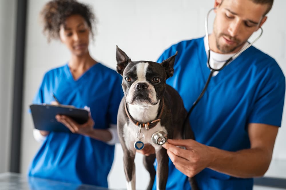 Vet diagnosing cerebellar hypoplasia in dog