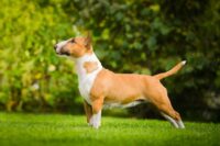 Cerebellar Hypoplasia in Dogs