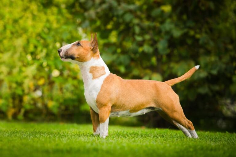 Dog standing outside in grass