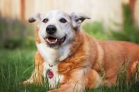 Congestive Heart Failure in Dogs