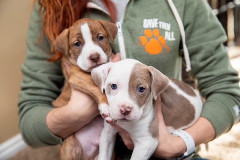 Best Friends Animal Society puppies