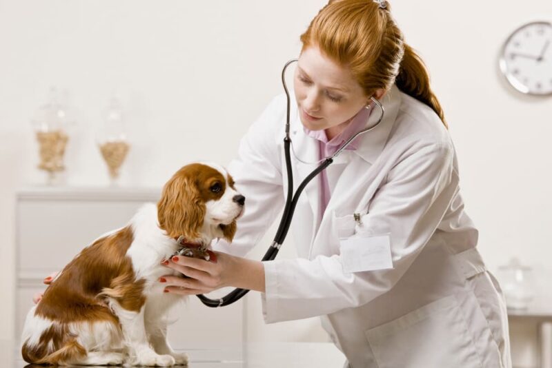 Heart Murmur in Dogs Great Pet Care