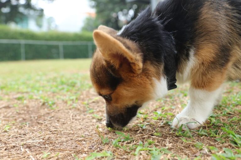 puppy sniffs ground