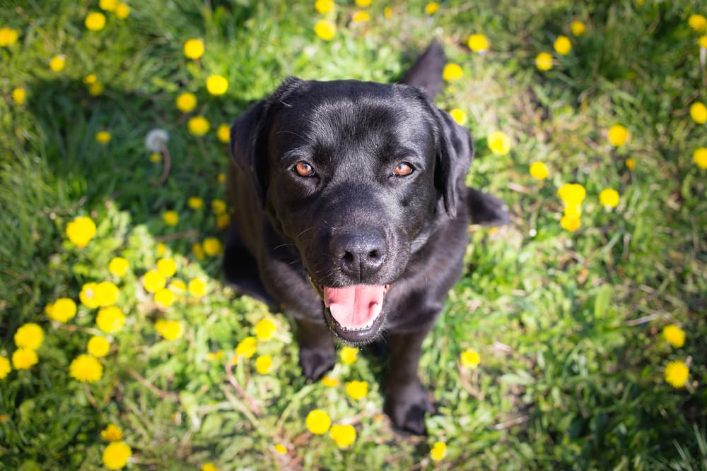 11 Parasites in Dogs You Need to Know 11 Parasites in Dogs You Need to Know