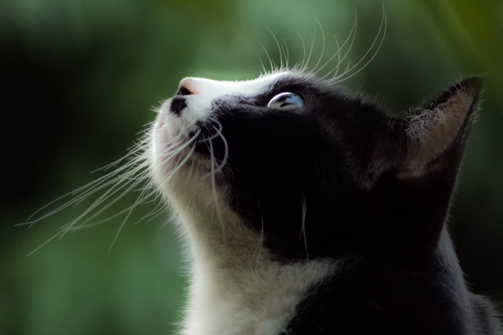 Cat looking up outside window