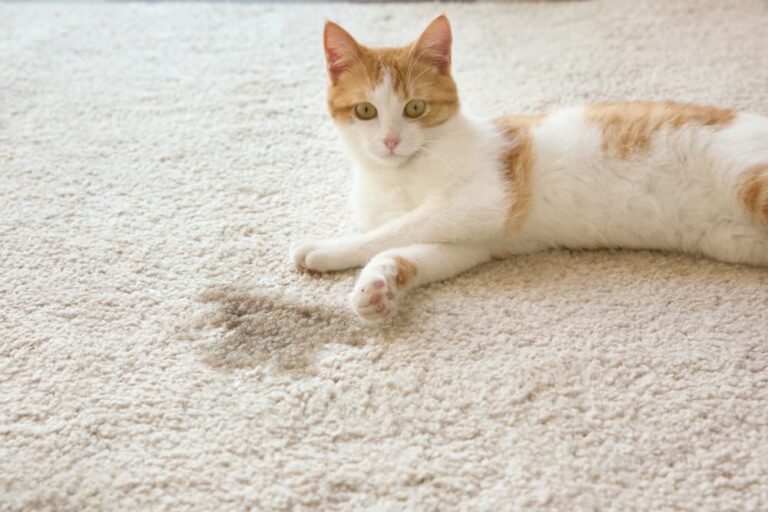 10 Signs Your Cat is Getting Older | Great Pet Care - Cat Urination Issues In Older Cats At Home Treatment