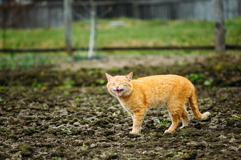 Cat in a garden meowing