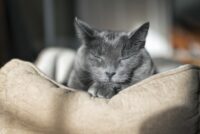 10 Signs Your Cat is Getting Older