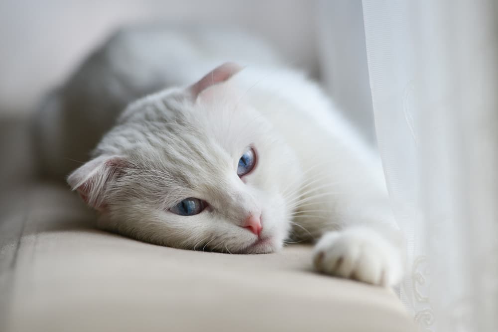 Cat stretching on couch