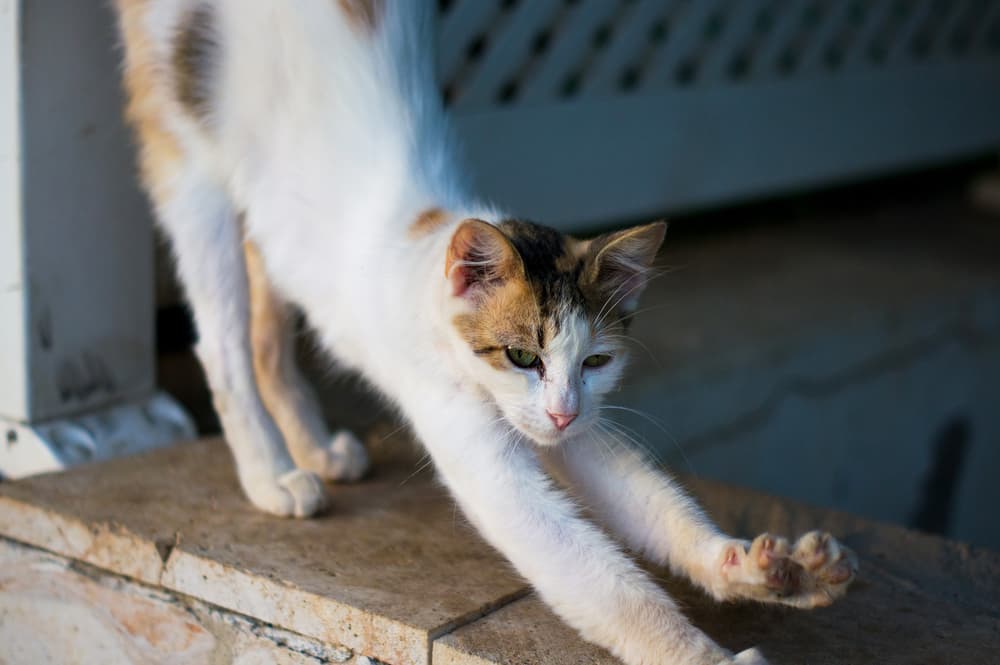 Thin cat stretching