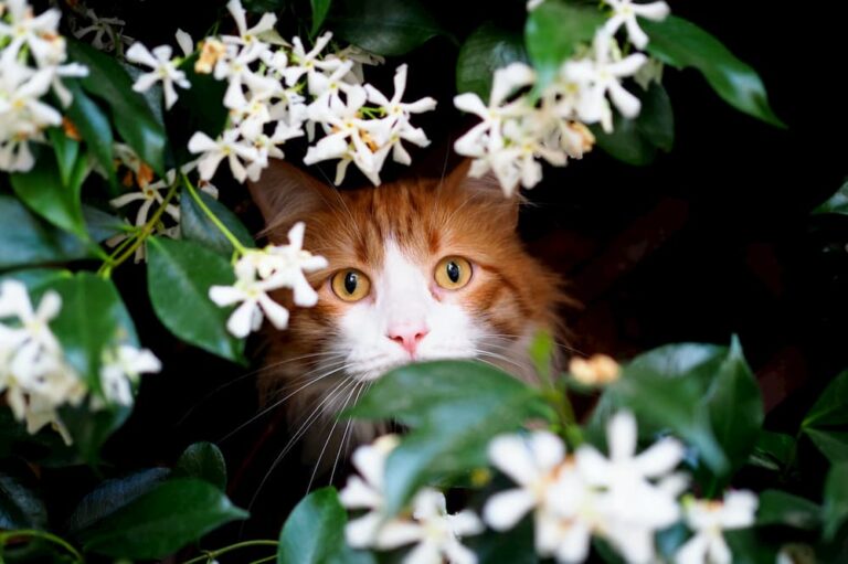 cat peering out from behind flowers