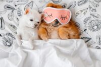 12 Self-Care Tips We Can Learn From Our Pets