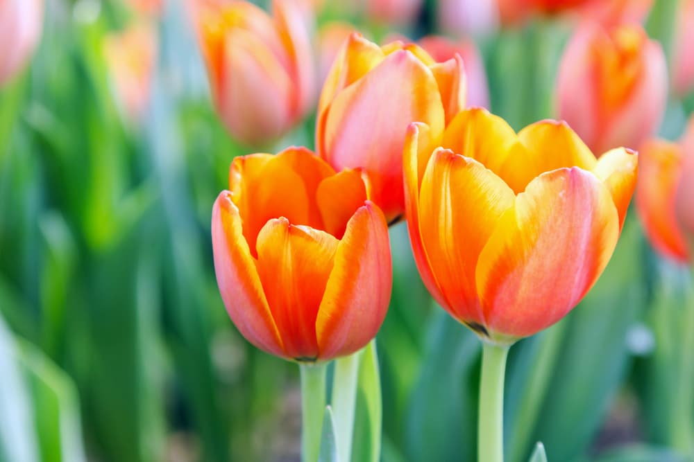 tulip flowers outside