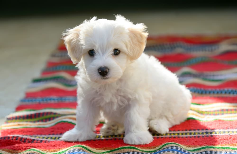 Maltese puppy on blanket