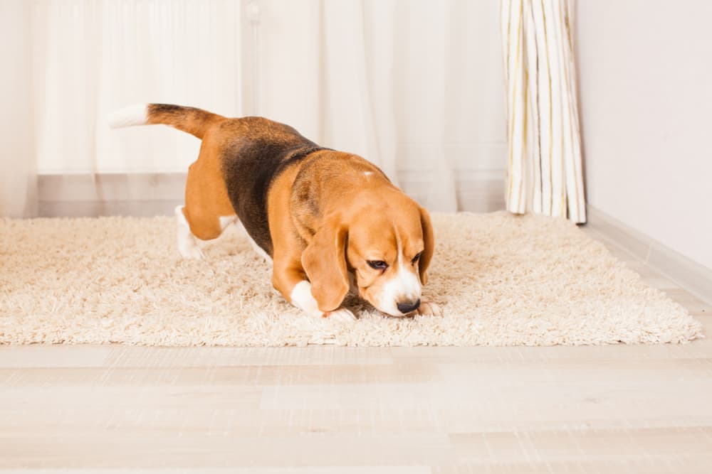 dog doing nose work at home