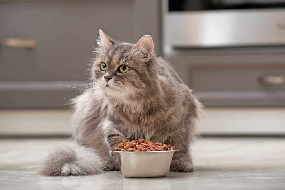 Diarrhea in Cats Great Pet Care