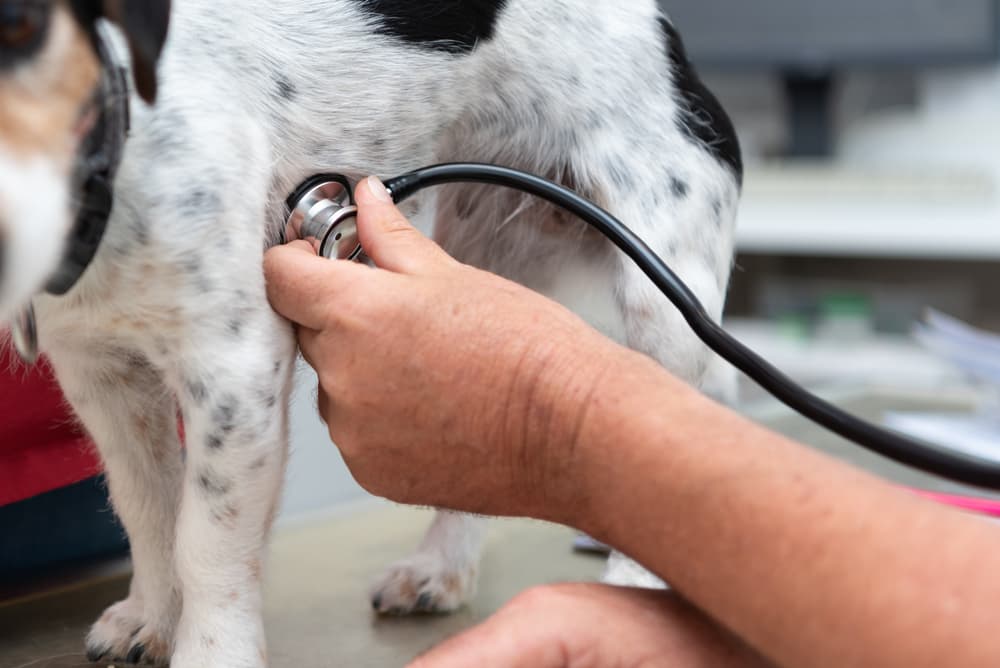 Veterinarian checking dog's heart