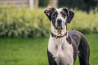 Gabapentin for Dogs