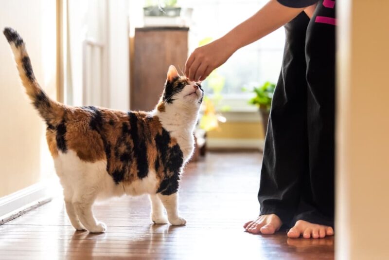 Can You Train a Cat? Great Pet Care