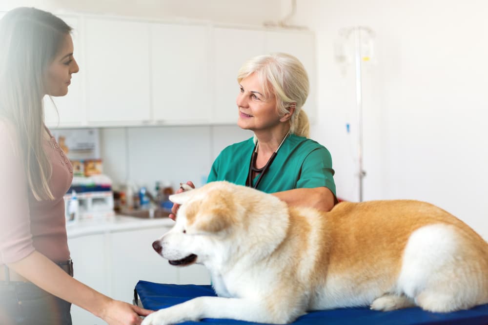 veterinarian treating dog with heart failure