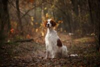 Lyme Vaccine for Dogs