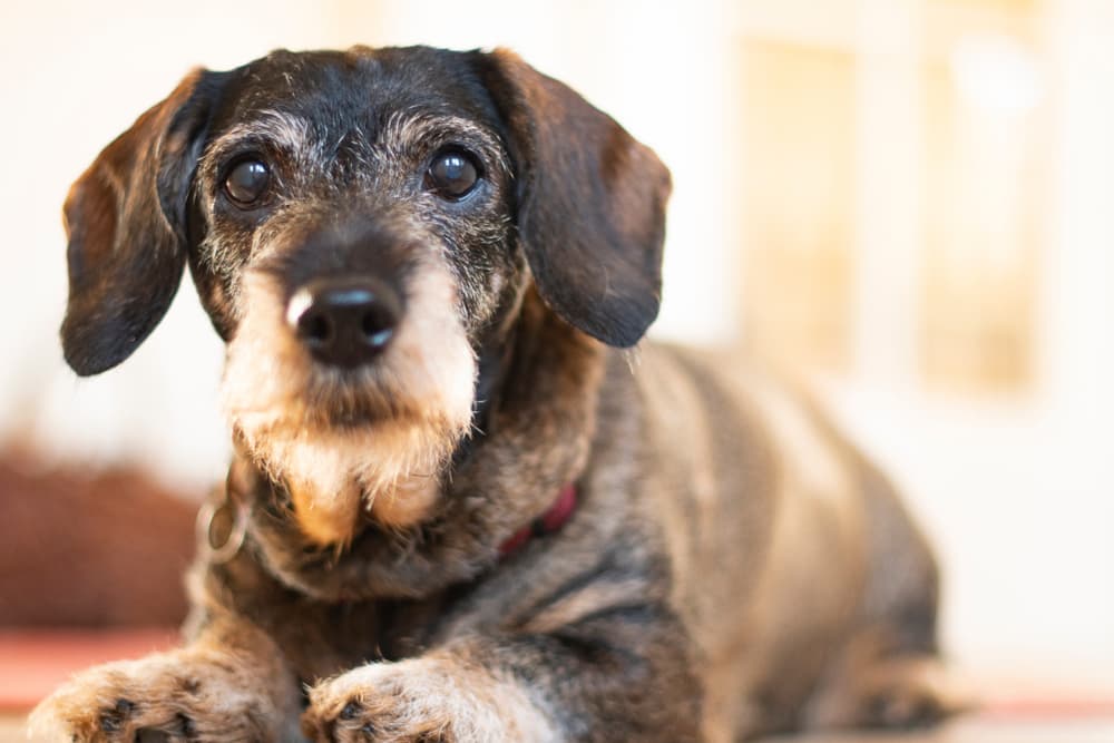 can a dog live with congestive heart failure