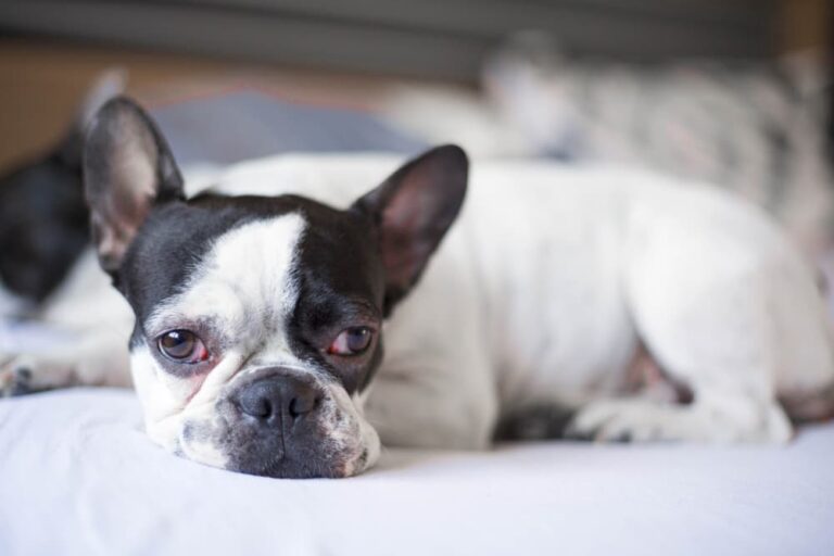 All About Puppy Strangles | Great Pet Care