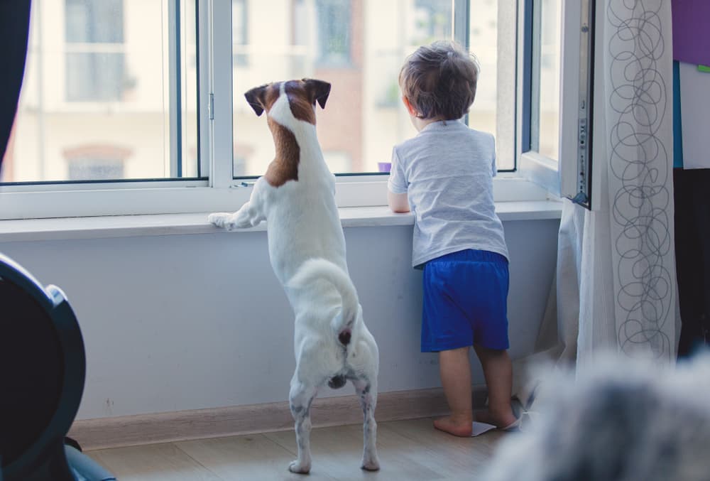 Dog and toddler look out window